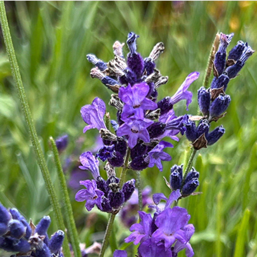 Lavender Oil