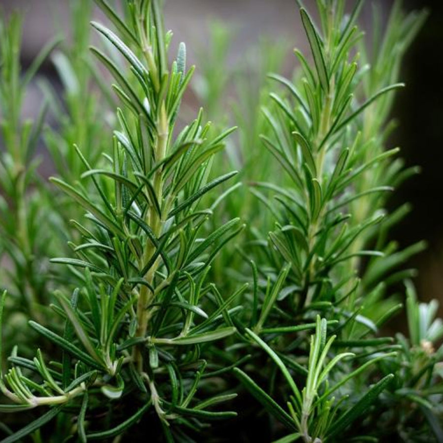 Rosemary Oil